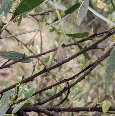 Nacaduba biocellata (Two-spotted Line-Blue) at Cotter River, ACT - 9 Dec 2023 by MattM