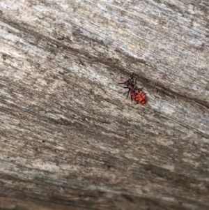 Lemodes coccinea at Lower Cotter Catchment - 10 Dec 2023 09:23 AM