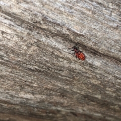 Lemodes coccinea (Scarlet ant beetle) at Lower Cotter Catchment - 9 Dec 2023 by MattM