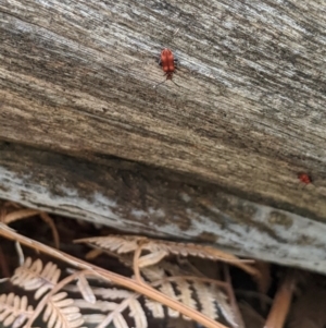 Lemodes coccinea at Lower Cotter Catchment - 10 Dec 2023 09:23 AM