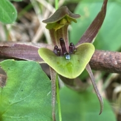 Chiloglottis sp. aff. jeanesii (Kybeyan Bird Orchid) at Forbes Creek, NSW - 27 Nov 2023 by AJB