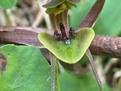 Chiloglottis sp. aff. jeanesii (Kybeyan Bird Orchid) by AJB