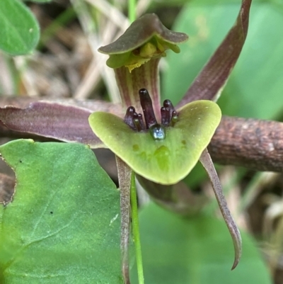 Chiloglottis sp. aff. jeanesii (Kybeyan Bird Orchid) at Forbes Creek, NSW - 27 Nov 2023 by AJB