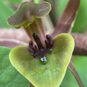 Chiloglottis sp. aff. jeanesii at suppressed - 27 Nov 2023