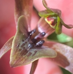 Chiloglottis sp. aff. jeanesii (Kybeyan Bird Orchid) at Tallaganda National Park - 27 Nov 2023 by AJB