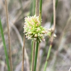 Juncus filicaulis (Thread Rush) at Campbell, ACT - 10 Dec 2023 by SilkeSma