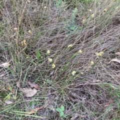 Juncus filicaulis at Campbell, ACT - 10 Dec 2023