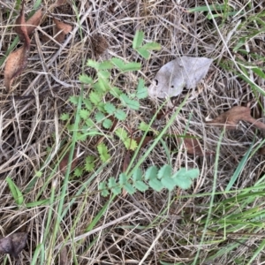 Sanguisorba minor at Campbell, ACT - 10 Dec 2023