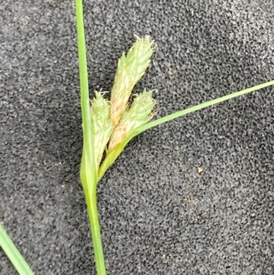 Carex inversa (Knob Sedge) at Campbell, ACT - 9 Dec 2023 by SilkeSma