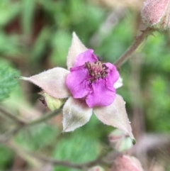 Rubus parvifolius (Native Raspberry) at QPRC LGA - 27 Nov 2023 by AJB