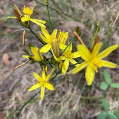 Tricoryne elatior (Yellow Rush Lily) at Campbell, ACT - 10 Dec 2023 by SilkeSma