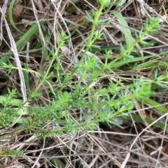 Asperula conferta (Common Woodruff) at Campbell, ACT - 9 Dec 2023 by SilkeSma