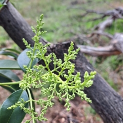 Ligustrum lucidum (Large-leaved Privet) at Mount Majura - 10 Dec 2023 by abread111