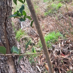 Ligustrum lucidum at Mount Majura - 10 Dec 2023 09:38 AM