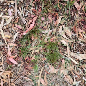 Nassella neesiana at Mount Majura - 10 Dec 2023