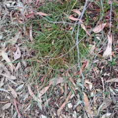 Nassella neesiana at Mount Majura - 10 Dec 2023