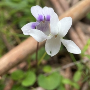 Viola hederacea at QPRC LGA - suppressed