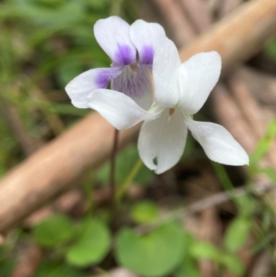 Viola hederacea (Ivy-leaved Violet) at Forbes Creek, NSW - 27 Nov 2023 by AJB