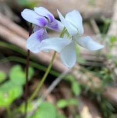 Viola hederacea at QPRC LGA - suppressed