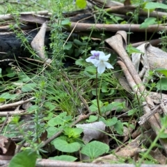 Viola hederacea at QPRC LGA - suppressed