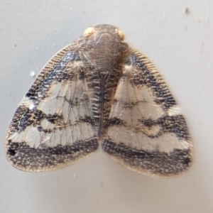 Scolypopa australis at Holder, ACT - 10 Dec 2023