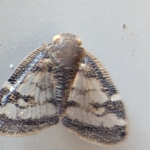 Scolypopa australis at Holder, ACT - 10 Dec 2023