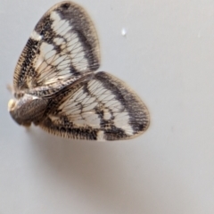 Scolypopa australis at Holder, ACT - 10 Dec 2023 01:35 PM