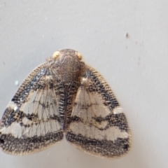 Scolypopa australis at Holder, ACT - 10 Dec 2023 01:35 PM