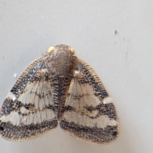 Scolypopa australis at Holder, ACT - 10 Dec 2023 01:35 PM