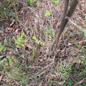 Sorbus domestica at Mount Majura - 10 Dec 2023 11:47 AM