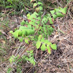 Sorbus domestica at Mount Majura - 10 Dec 2023 11:47 AM