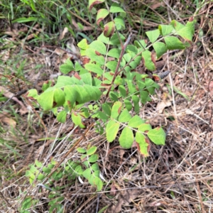 Sorbus domestica at Mount Majura - 10 Dec 2023