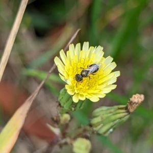 Lasioglossum sp. (genus) at Holder, ACT - 10 Dec 2023