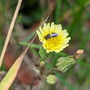 Lasioglossum sp. (genus) at Holder, ACT - 10 Dec 2023