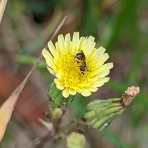 Lasioglossum sp. (genus) at Holder, ACT - 10 Dec 2023