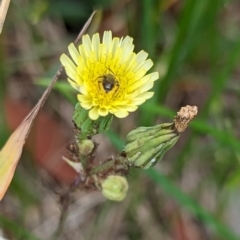 Lasioglossum sp. (genus) at Holder, ACT - 10 Dec 2023