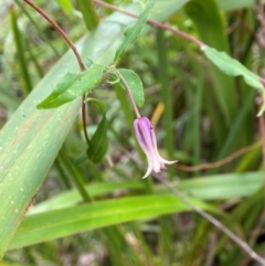 Billardiera mutabilis (Climbing Apple Berry, Apple Berry, Snot Berry, Apple Dumblings, Changeable Flowered Billardiera) at QPRC LGA - 27 Nov 2023 by AJB