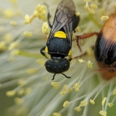 Hylaeus (Euprosopoides) rotundiceps at Holder Wetlands - 10 Dec 2023