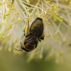 Leioproctus sp. (genus) (Plaster bee) at Holder, ACT - 9 Dec 2023 by Miranda