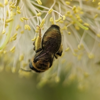 Leioproctus sp. (genus) (Plaster bee) at Holder Wetlands - 10 Dec 2023 by Miranda