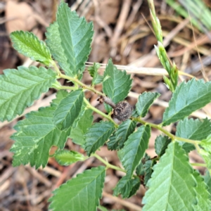 Ulmus parvifolia at Mount Majura - 10 Dec 2023