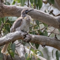 Philemon citreogularis at Mount Majura - 10 Dec 2023 10:36 AM