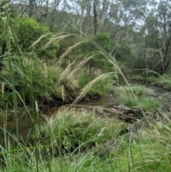 Austrostipa rudis subsp. nervosa (A Speargrass) at Cotter River, ACT - 9 Dec 2023 by MattM