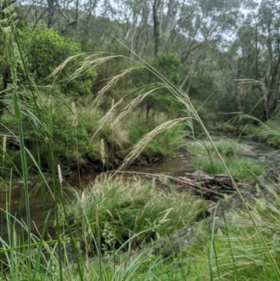 Austrostipa rudis subsp. nervosa (A Speargrass) at Lower Cotter Catchment - 10 Dec 2023 by MattM