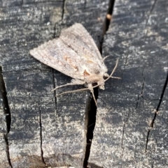 Dasygaster (genus) (A Noctuid moth) at Aranda, ACT - 10 Dec 2023 by Jubeyjubes