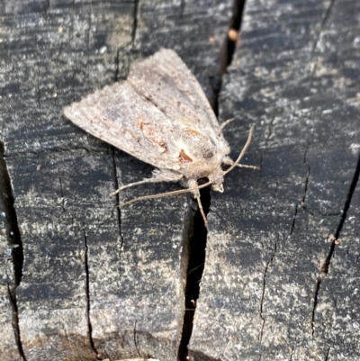 Dasygaster (genus) (A Noctuid moth) at Aranda, ACT - 10 Dec 2023 by Jubeyjubes