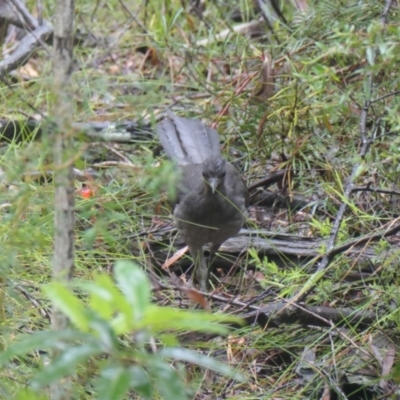 Menura novaehollandiae (Superb Lyrebird) at Morton National Park - 22 Nov 2023 by AJB
