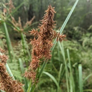 Cyperus lucidus at Lower Cotter Catchment - 10 Dec 2023