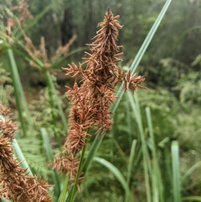 Cyperus lucidus (Leafy Flat Sedge) at Lower Cotter Catchment - 10 Dec 2023 by MattM