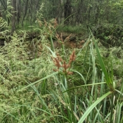 Cyperus lucidus at Lower Cotter Catchment - 10 Dec 2023 08:51 AM